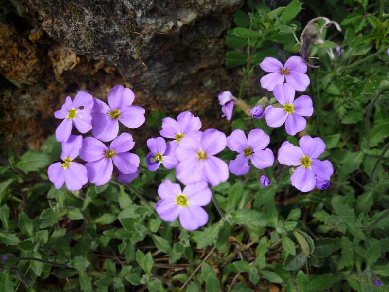 Aubrieta thessala (Balcan endemic)?